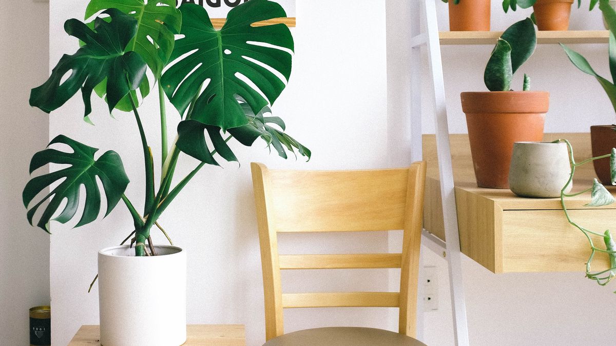Create a Balcony Garden for City Living