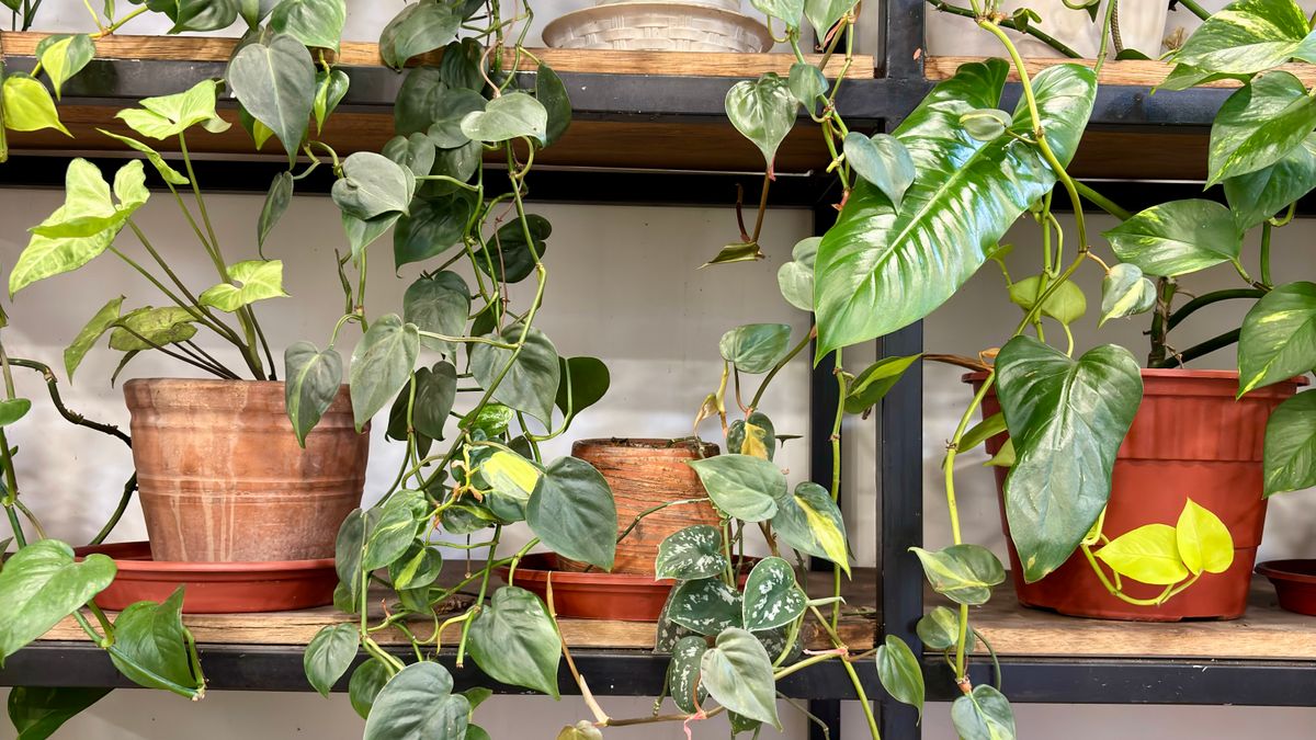 Declutter Your Kitchen Using the One-In-One-Out Rule